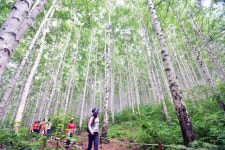 여름향기 품은 자작나무숲