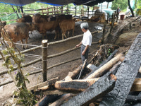 축사 불 주인에 알려준 어미소의 애타던 모성