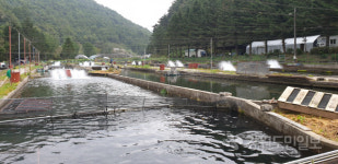 [평창]평창 원복수산 송어양식기술 국내 처음 네팔에 전수된다
