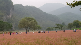 [영월]영월 동강변 붉은 메밀꽃밭 관광명소 부상