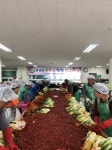 [평창]평창 용평면 김치 나눔