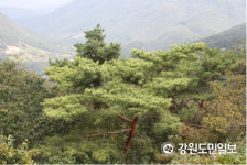 정선에서 전세계적 희귀종 황금소나무 발견