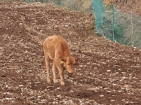 [횡성]횡성 집나간 송아지 4일만에 무사 귀가