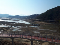 [양구]한반도섬 교란어종 물빼기 포획 논란