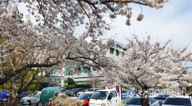 개청 40주년 동해시청 벚꽃 만개