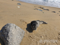 [속초]강릉서 발견된 새끼물범