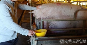 ASF 장기화 양돈농가 줄도산 위기 “출하 막혀 빚더미”