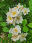 [강병로의 산야초 톡]  ⑦찔레꽃