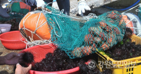 [고성]고성 삼선녀 어장 오늘부터 3일간 한시 개방