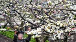 이상저온 지나니 전염병, 바람 잘 날 없는 과수농가