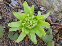 [강병로의 산야초 톡]⑨ 머위