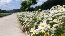 [평창]용평 느므즈므 설렘길 야생화 볼거리 제공