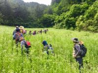 보부상 넘나들던 곰배령길 야생화 품은 힐링로드 변신