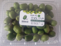 강원 토종다래 새벽배송 도전