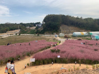 [강릉]강릉 사천면 핑크뮬리 밭 SNS서 인기