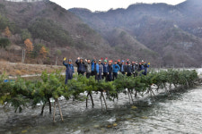 [정선]정선 전통 섶다리 설치…동강마을 유일 명맥