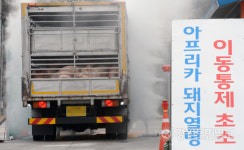아프리카돼지열병 막아라