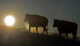 풍요와 번영의 한해 되시길