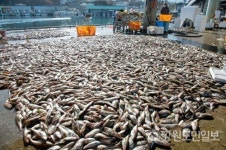 [강릉]주문진풍물시장 전통시장 인정