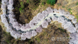 산골 벚꽃로드