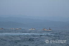 [고성]동해 최북단 저도어장 올 첫 조업