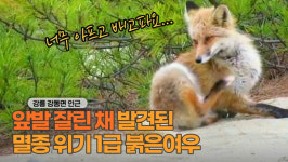 니가 왜 거기서 나와? 강릉 안인사구서 멸종위기1급 붉은여우 발견...다리는 어쩌다가