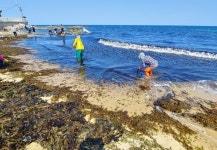 [현내면 통신] 초도해변에서 미역 줍는 주민들