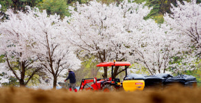 [객원기자 화보] 산에도 들에도 바다에도 봄은 변함없이 그 자리에
