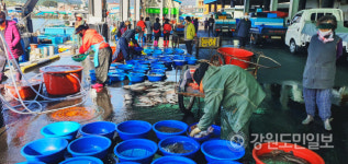 고성 거진항 물고기 분류 작업