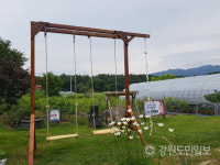 [화천]화천 블루베리 농장의 이유 있는 변신