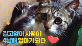 어느 봄날 선물처럼 찾아온 길고양이 사월이 다둥이 엄마되다