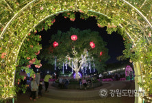 [삼척]삼척 장미공원 야간개장 인기