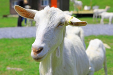 몽글몽글 구름·토실토실 산양 고원 위 이색 피크닉 즐겨요