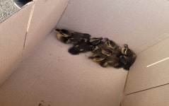 [원주]원주 중앙초등학교 새끼오리 구출작전