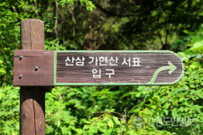 [인제]인제 미산 산삼 가현산 서표를 아시나요