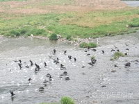 [평창]낚시명소 평창강에 낚시꾼이 사라졌다