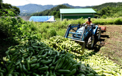 화천 애호박 산지폐기