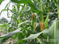 [강릉]피서객 감소에 옥수수·감자 판매 직격탄