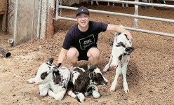 [철원]철원 영근목장 젖소 세쌍둥이 탄생 최고의 선물
