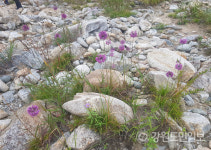 [천도리 통신] 인북천 산부추꽃 활짝