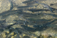 [양양][현장] "4년만에 고향 돌아오는 연어를 보호하라"