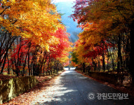 [인제]만산홍엽 자랑하는 필례약수 가는 길