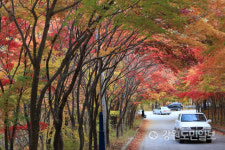 [인제]만산홍엽 자랑하는 필례약수 가는 길