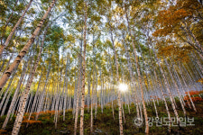 [인제]지친 일상에서 벗어나 인제서 산림욕 즐겨볼까