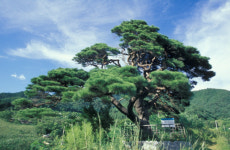 [영월]영월 산솔면 솔고개 소나무 천연기념물 지정 추진