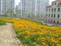 [거제]장평 꽃밭으로 오세요
