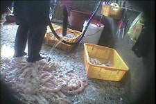 불만제로, 세제로 씻어 파는 돼지곱창