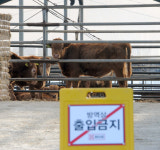 구제역, 경북·경기에 이어 강원지역까지 비상