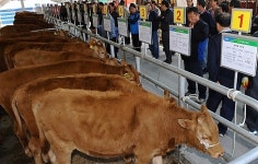 다시 고개든 구제역…경북 영천서 양성 판정