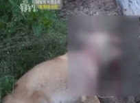 동물농장 공개 수배, 각목으로 머리를 사정없이…